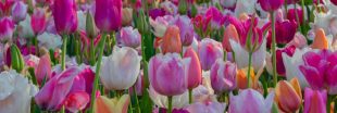 La tulipe : ces gestes qui favorisent une floraison éclatante au printemps !