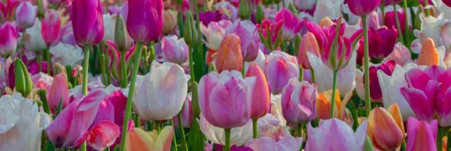 La tulipe : ces gestes qui favorisent une floraison éclatante au printemps