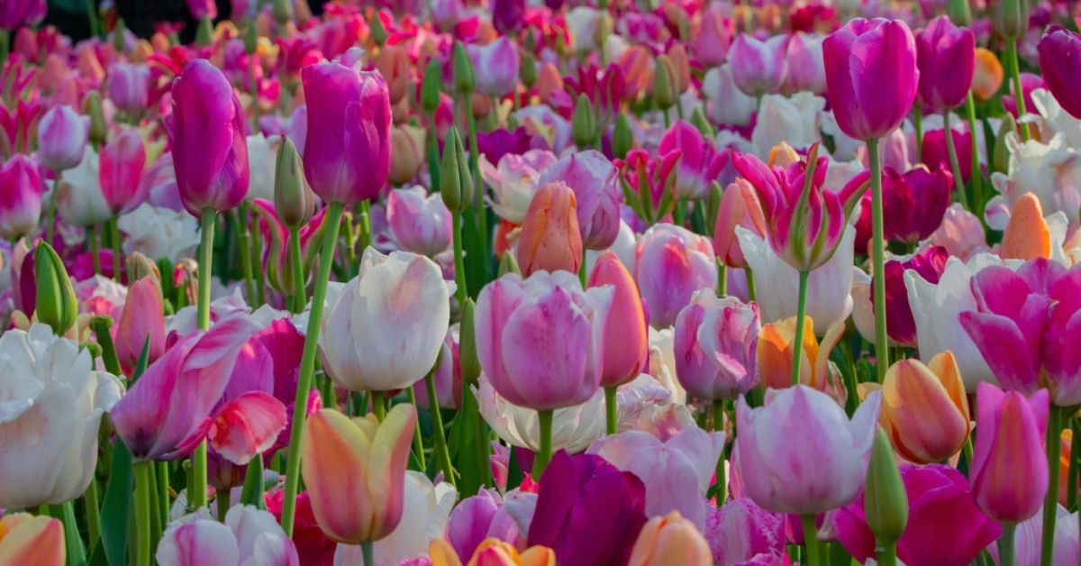 La tulipe : ces gestes qui favorisent une floraison éclatante au printemps ! La tulipe : ces gestes qui favorisent une floraison éclatante au printemps !