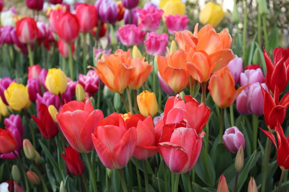 Comment entretenir les tulipes après leur floraison ?