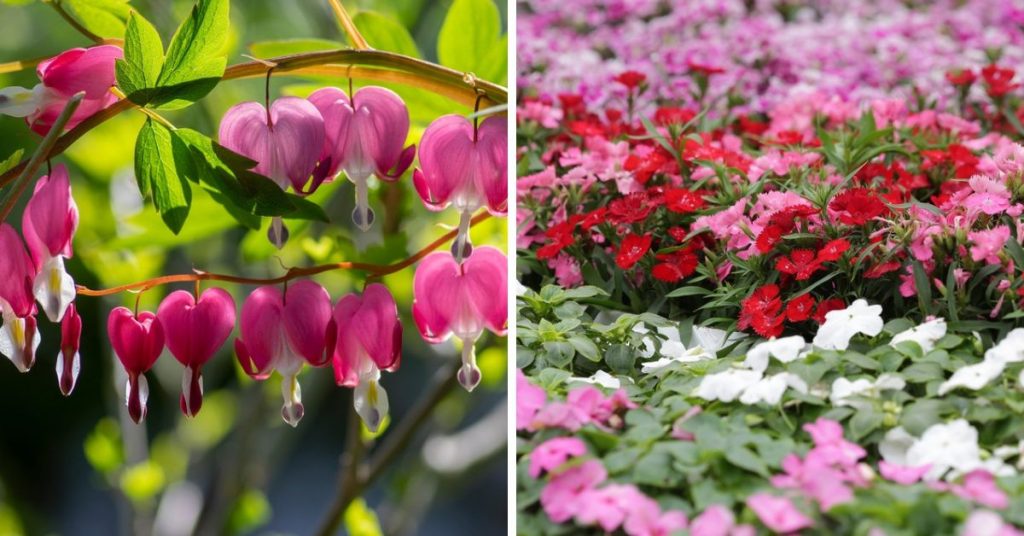 Les plus belles fleurs à planter dès février pour un jardin coloré cet été