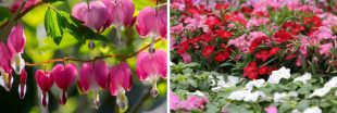 Les plus belles fleurs à planter dès février pour un jardin coloré cet été