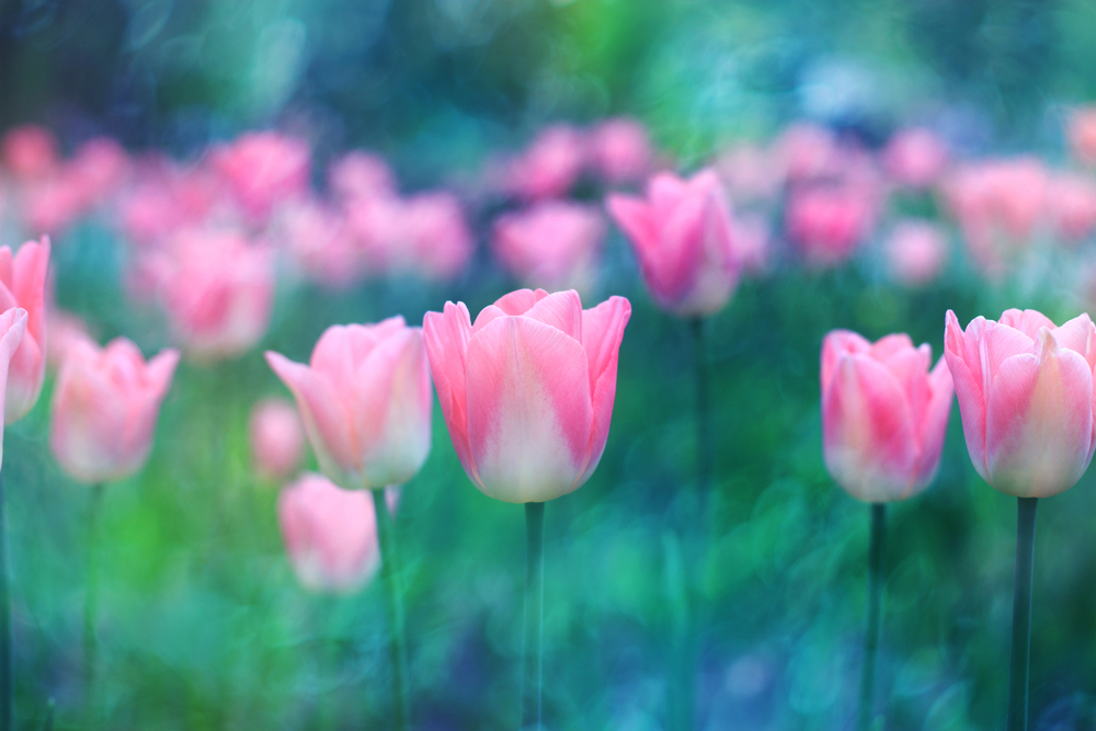 Est-ce que les tulipes fleurissent plusieurs fois ?