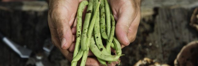 Quels sont les légumes-fruits ?