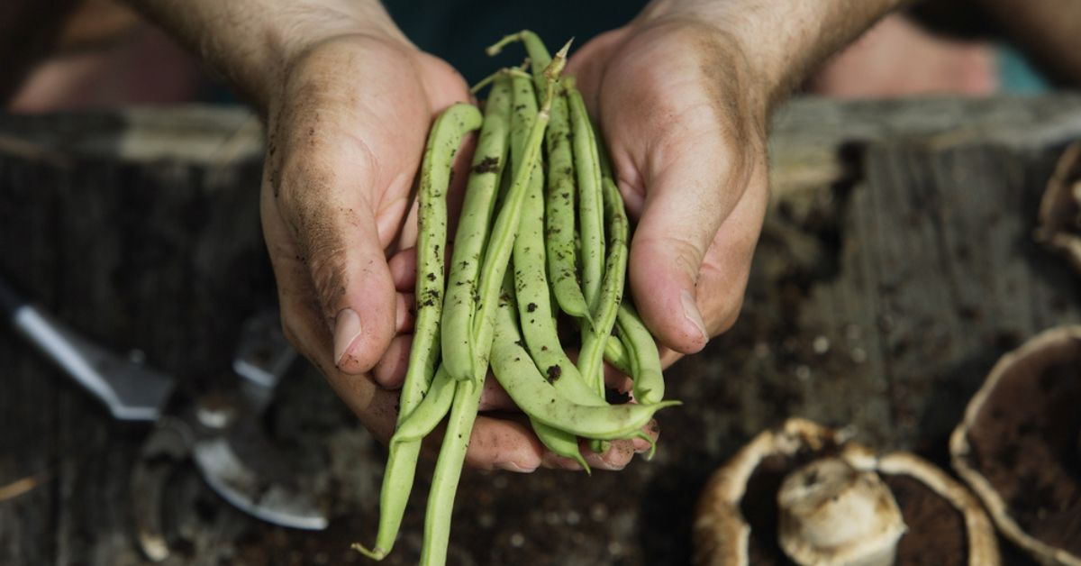 7 fruits que l’on aurait pourtant juré être des légumes, vous risquez d’être surpris !