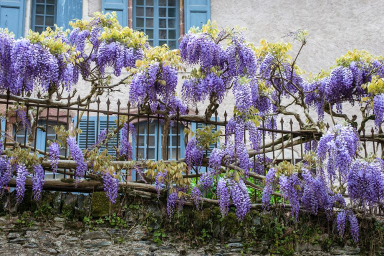 Avoir une belle glycine taille, entretien et autres conseils
