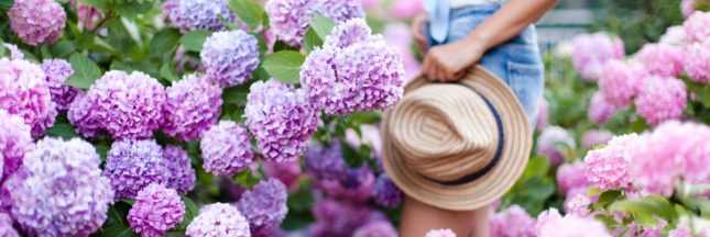 Booster la floraison des hortensias