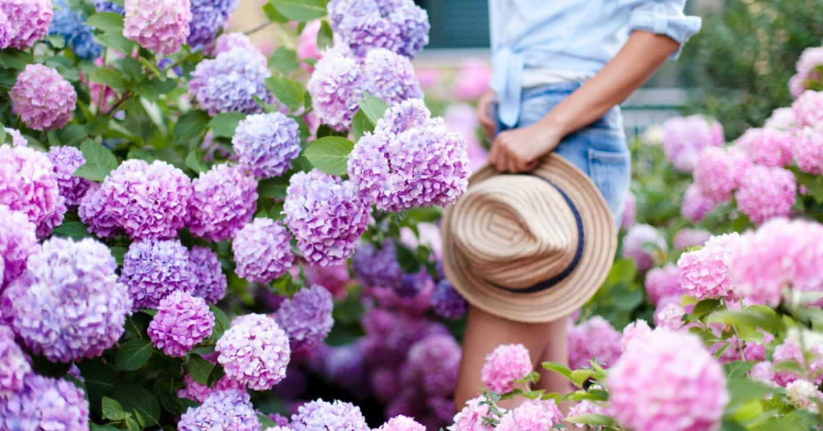 Hortensias : taille, entretien... Tout savoir pour une belle floraison Hortensias : taille, entretien... Tout savoir pour une belle floraison