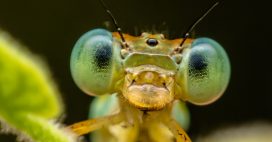 Conscience, émotions, sentiments… Que ressentent les insectes ?