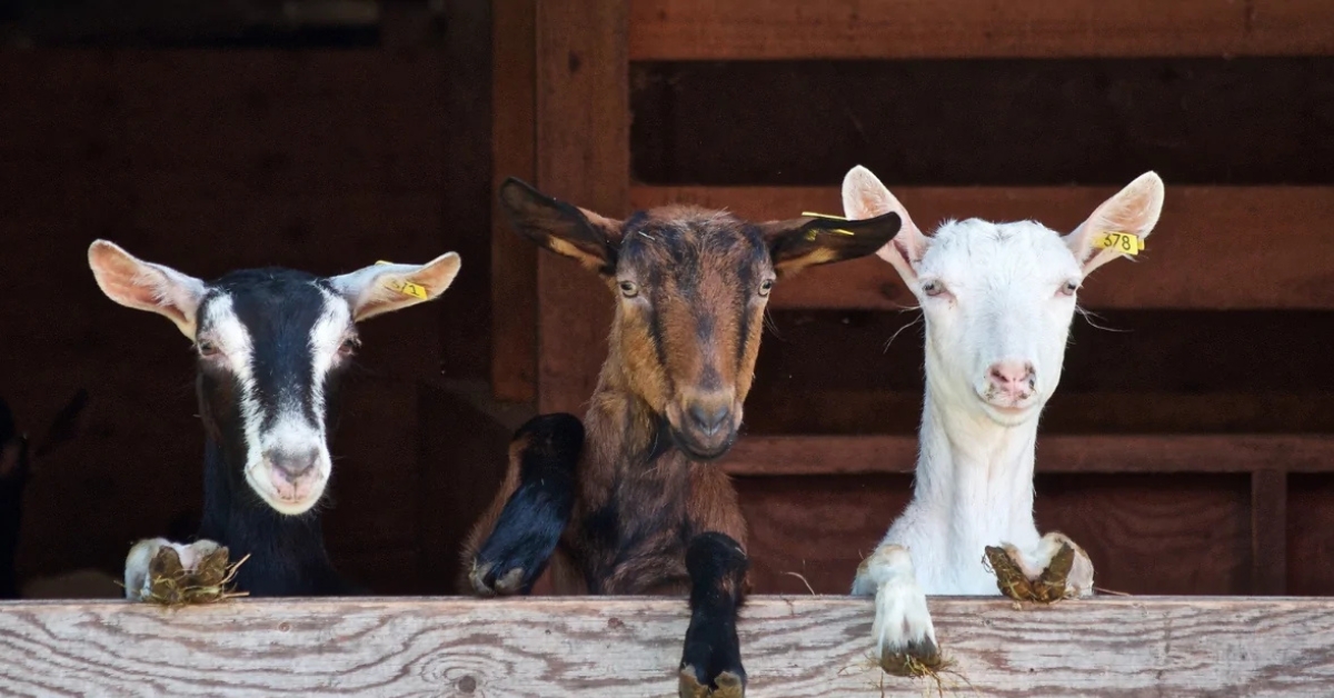 Lait de chèvre et brebis, trop peu connus