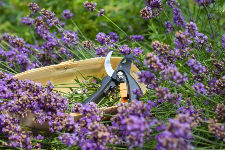 Tailler la lavande à la fin de l'hiver pour une superbe floraison — free download