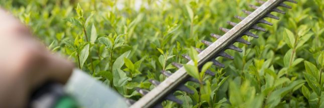 Pourquoi il ne faut surtout pas tailler les haies après le 15 mars