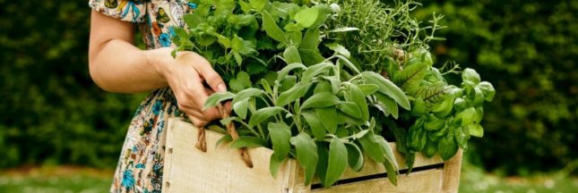 Les plantes aphrodisiaques à faire pousser
