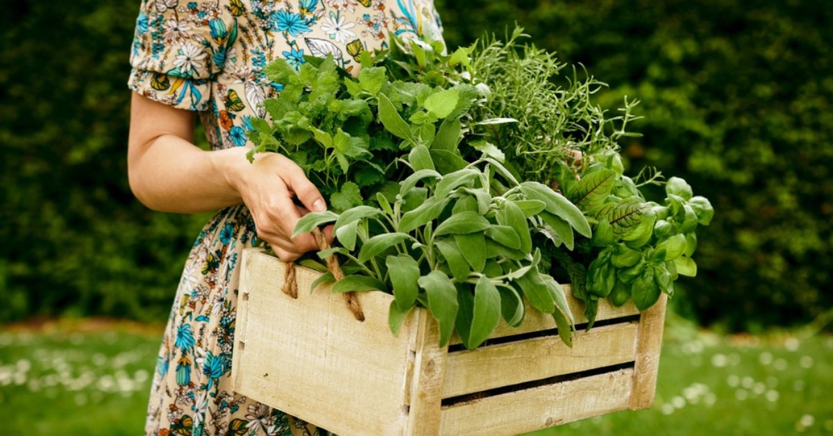 6 plantes aphrodisiaques à cultiver pour booster naturellement sa libido