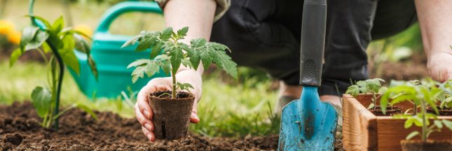 Des légumes originaux à planter ce printemps