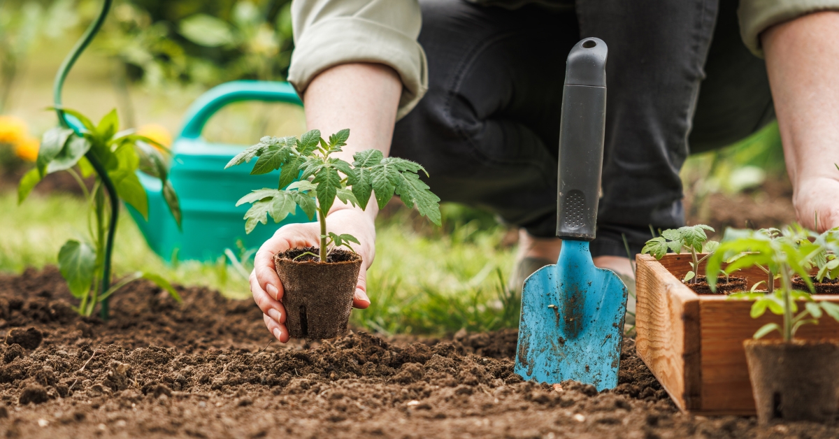Potager : 5 légumes originaux à planter ce printemps pour varier les saveurs !