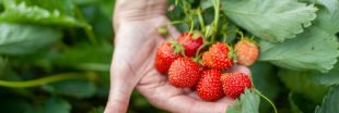 Préparer les fraisiers au printemps pour de belles fraises goûteuses