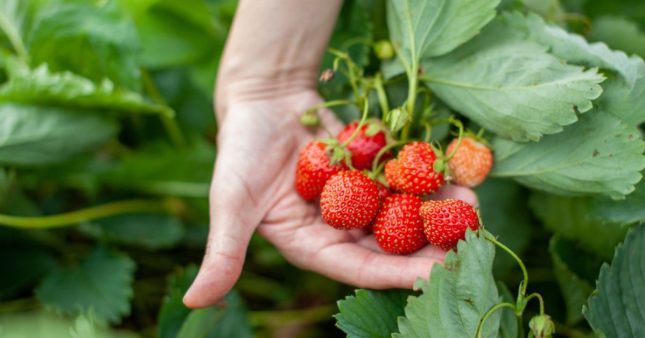 Préparer les fraisiers au printemps pour de belles fraises goûteuses