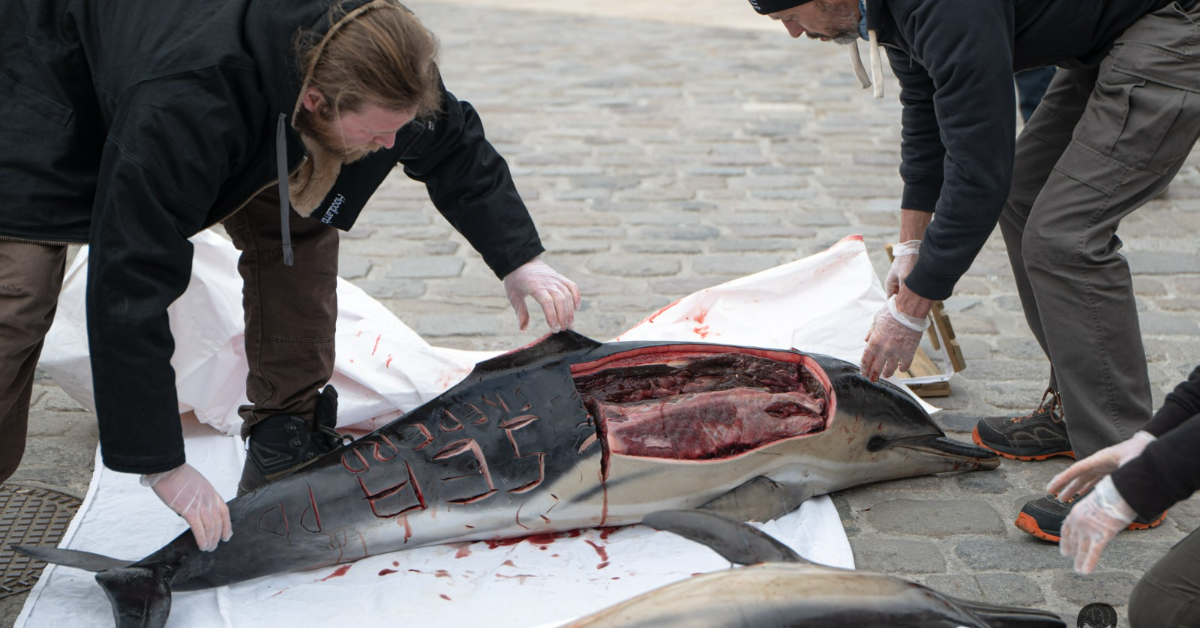 Qui éventre des centaines de dauphins près des côtes françaises ?