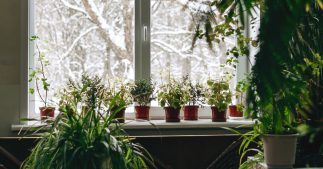 Prendre soin des plantes d'intérieur en février : les gestes à ne pas oublier Prendre soin des plantes d'intérieur en février : les gestes à ne pas oublier
