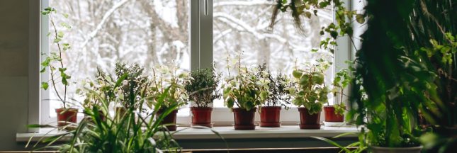 plante d'intérieur hiver
