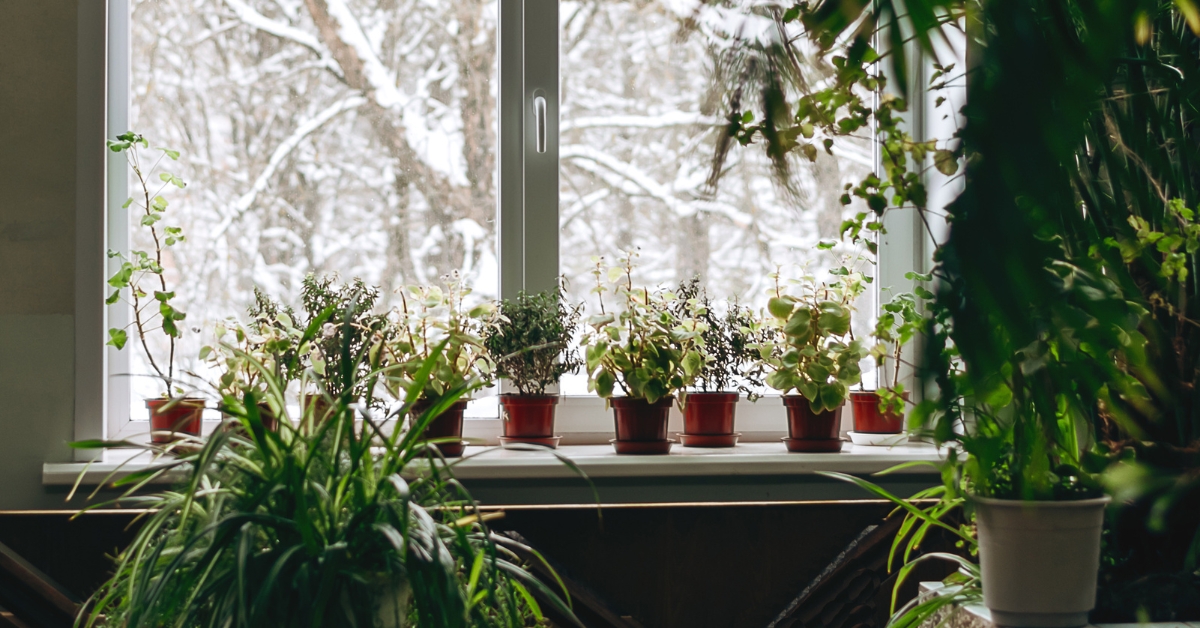 Prendre soin des plantes d'intérieur en février : les gestes à ne pas oublier