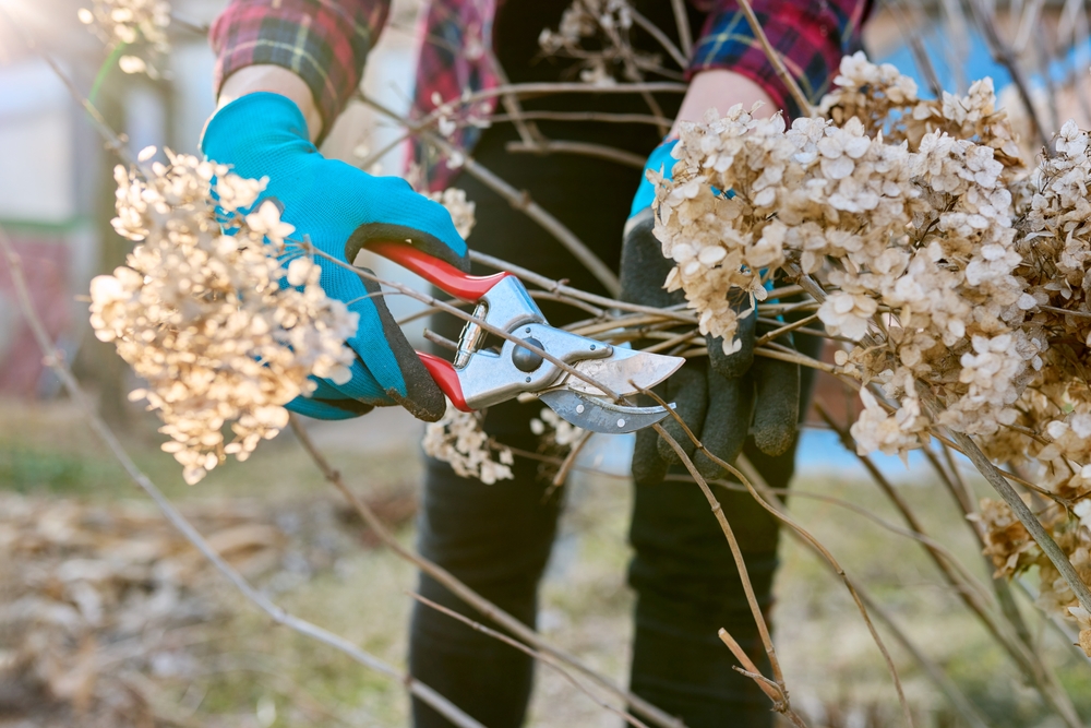 Faut-il couper les fleurs fanées des hortensias au cours de l'été ?