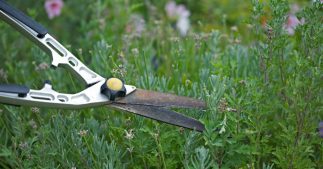 Tailler la lavande à la fin de l'hiver pour une superbe floraison Tailler la lavande à la fin de l'hiver pour une superbe floraison