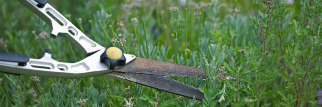 Comment tailler la lavande après l'hiver ?