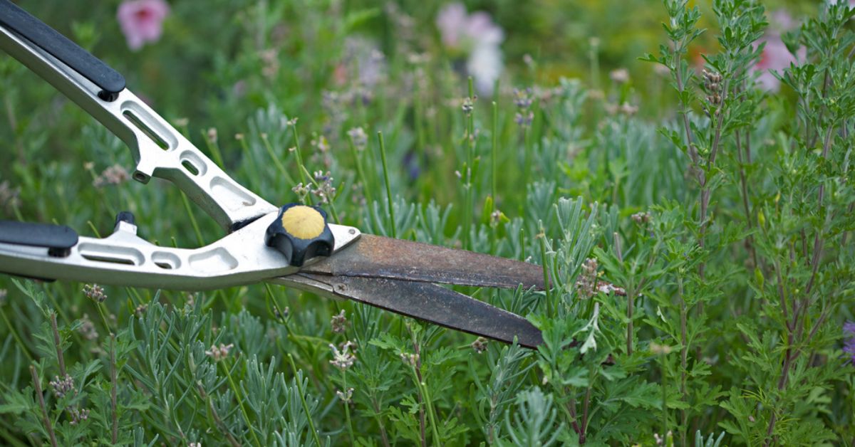 Tailler la lavande à la fin de l'hiver pour une superbe floraison Tailler la lavande à la fin de l'hiver pour une superbe floraison