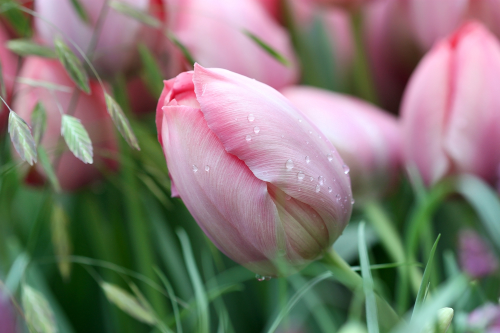 Quelle est la durée de vie d'une tulipe ?