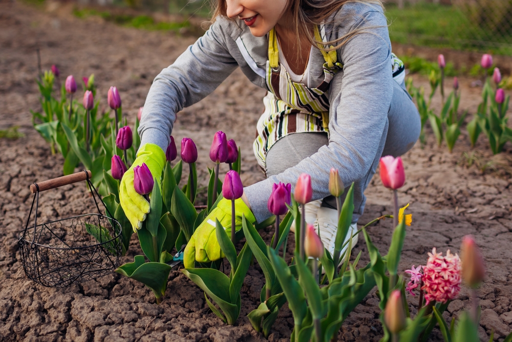 Puis-je planter des tulipes en mars ?