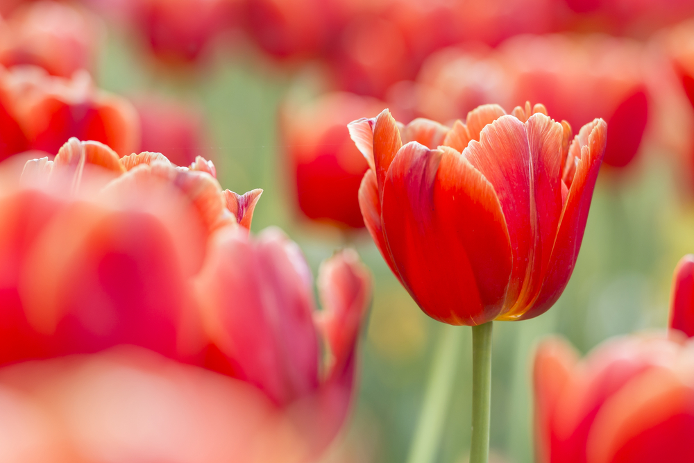 Quand fleurissent les tulipes ?