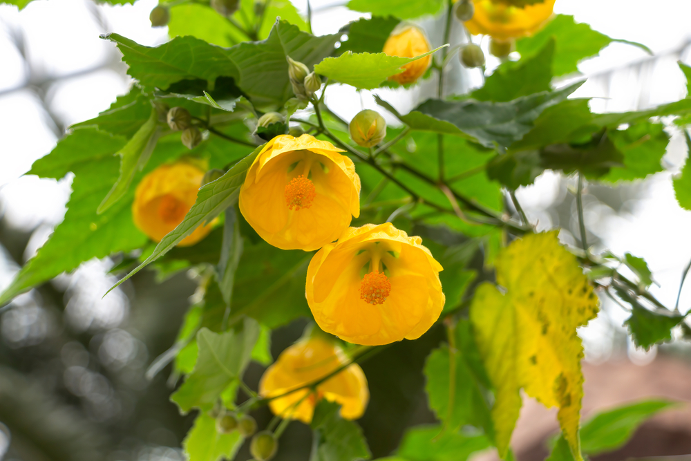Abutilon, fleur jaune