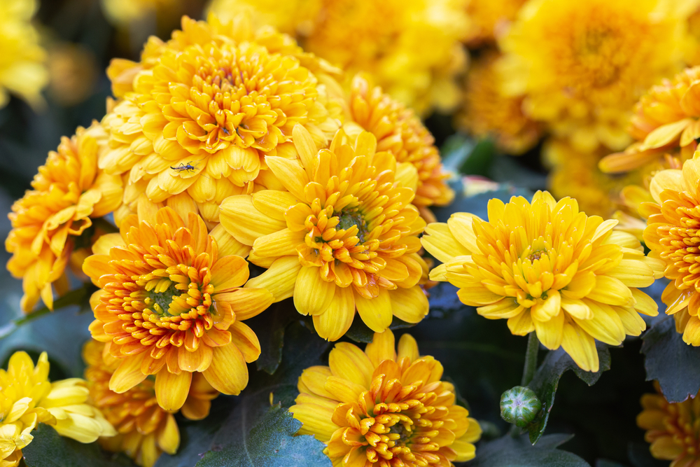 Chrysanthème aux fleurs jaunes