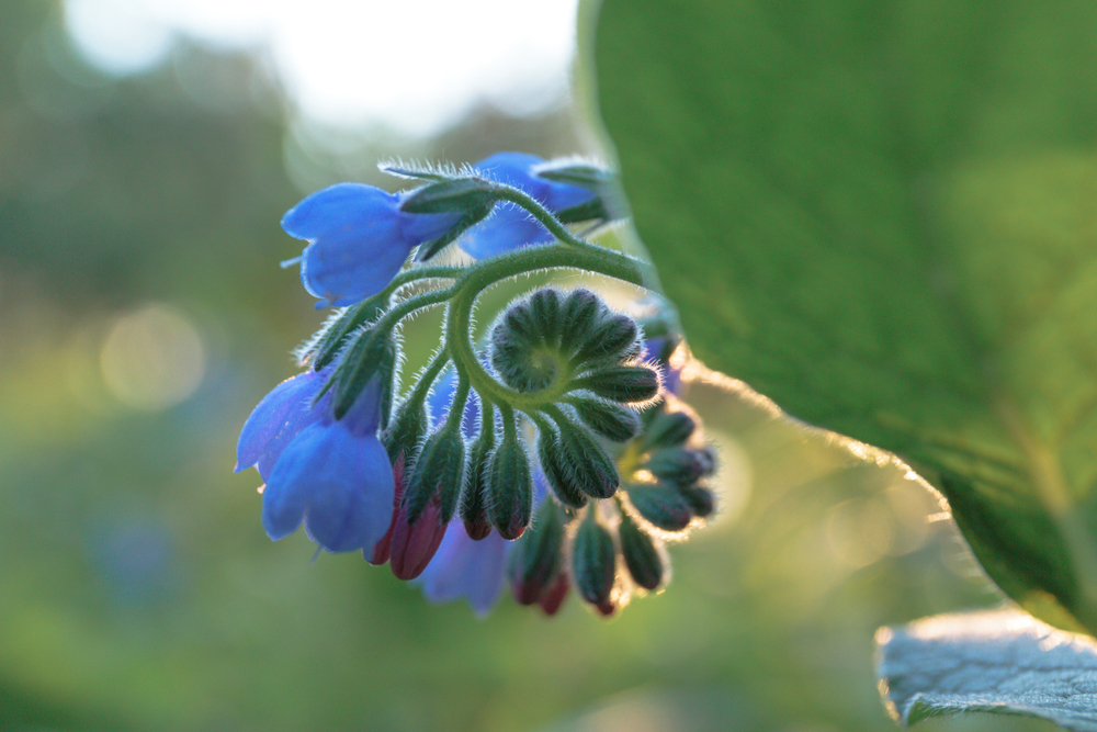 La Consoude et ses fleurs bleues