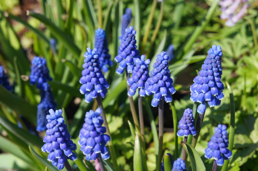 Muscaris et fleurs bleues