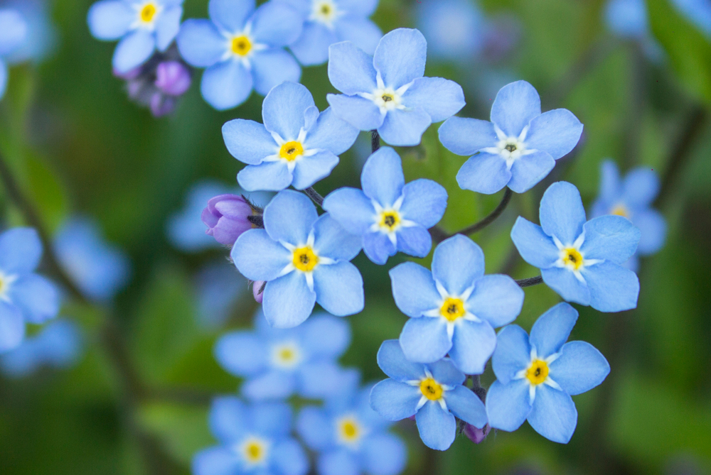 Myosotis, fleurs bleues