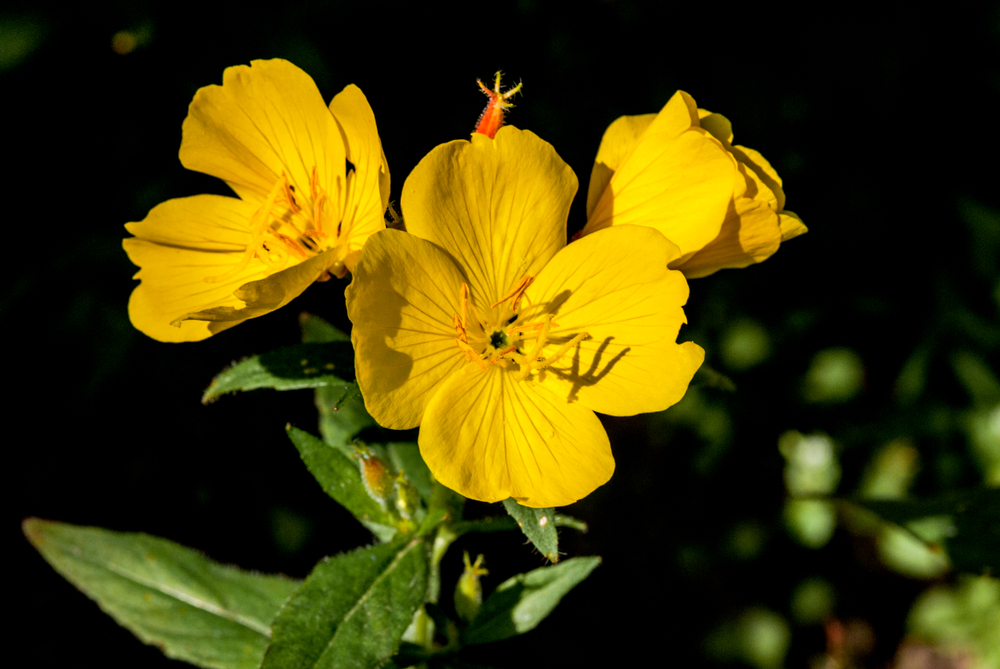 Onagre, aux fleurs jaunes