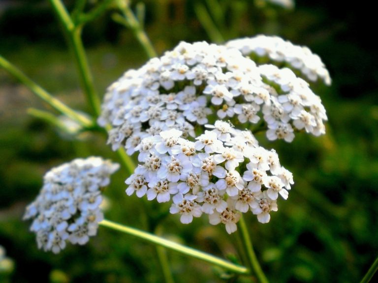 10 Fleurs R sistantes La S cheresse Pour Un Jardin Fleuri Sans Eau 10-fleurs-r-sistantes-la-s-cheresse-pour-un-jardin-fleuri-sans-eau
