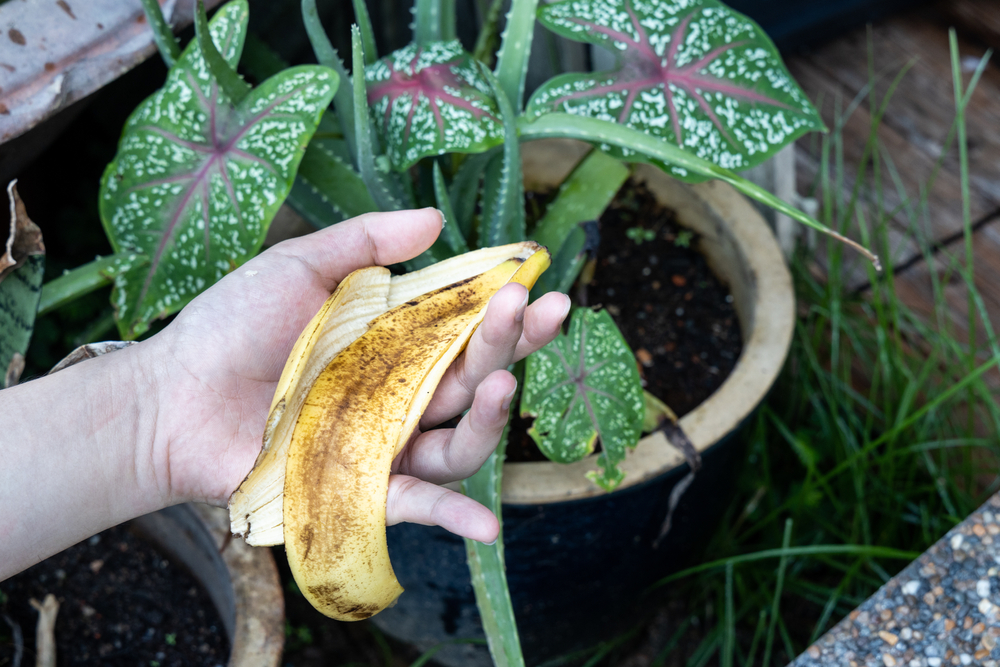 Nettoyer les plantes vertes avec l'intérieur des peaux de banane