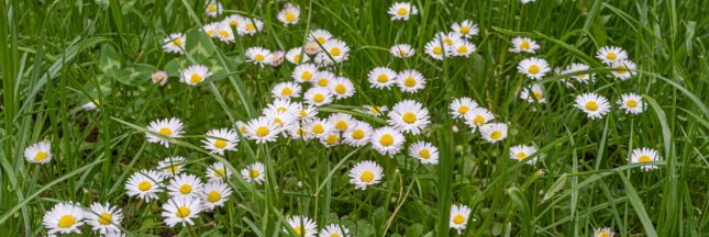 La pâquerette de nos jardins, un trésor médicinal et gourmand à portée de main