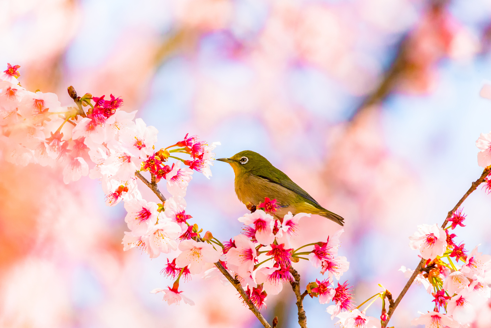Quelle différence entre Prunus et Cerisier du Japon ?