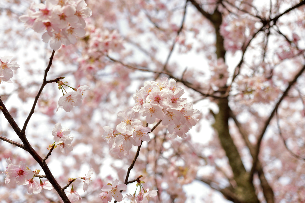 Où et quand planter un cerisier à fleurs ?