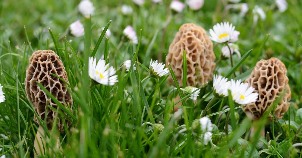 Les champignons de printemps, à cueillir en ce moment