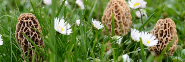 champignons printemps