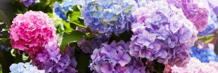 De la magie dans votre jardin : comment changer la couleur de vos hortensias ?
