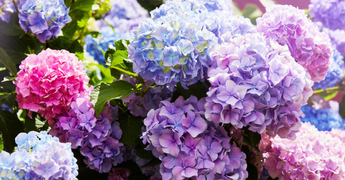 De la magie dans votre jardin : changer la couleur de vos hortensias