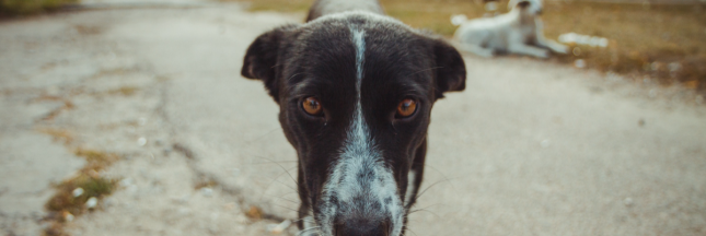 chien de Tchernobyl mutation génétique