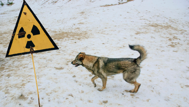 chien de Tchernobyl mutation génétique